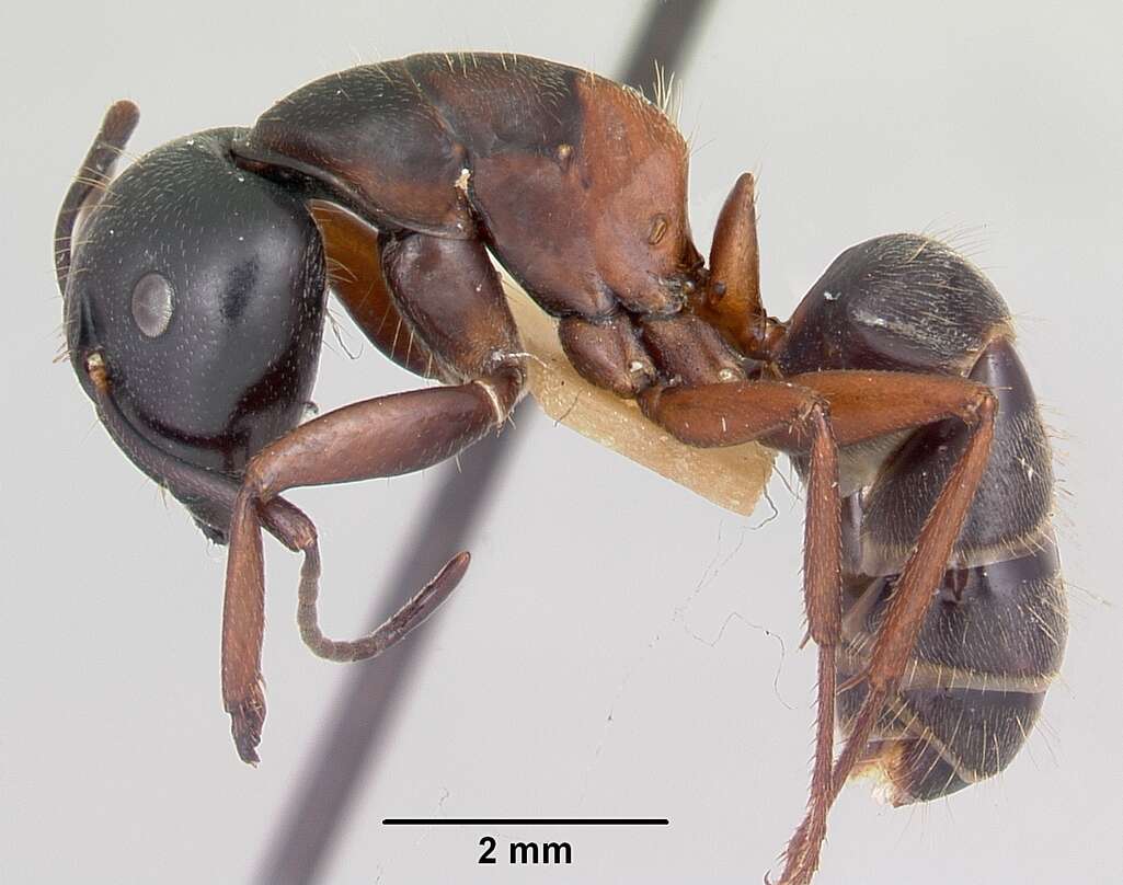 Plancia ëd Camponotus herculeanus (Linnaeus 1758)