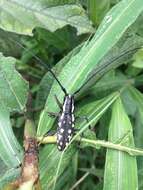 Image of Pseudopsacothea albonotata Pic 1935