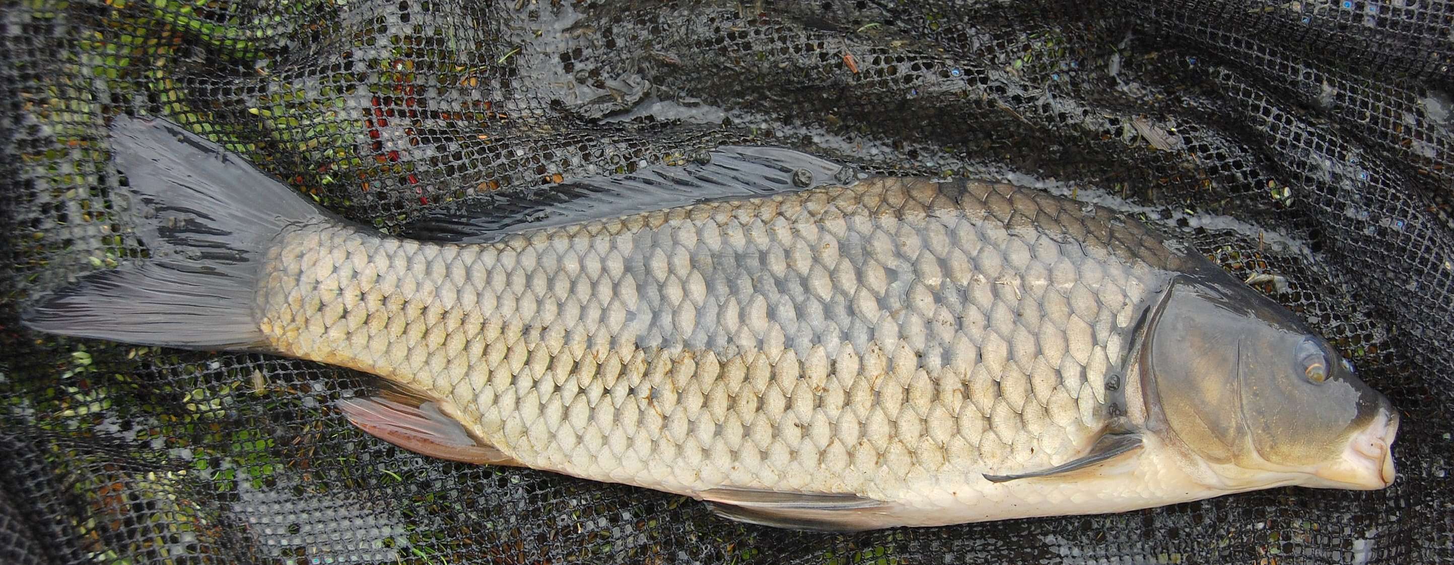 Image of common carp, carp