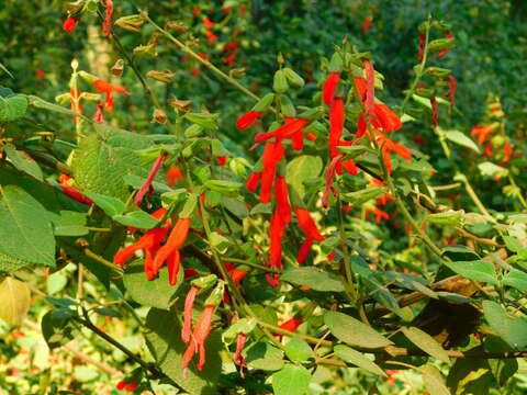 Image of Salvia gesneriiflora Lindl. & Paxton