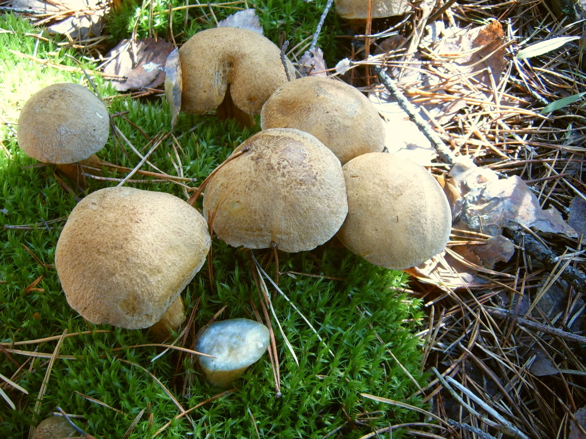 Imagem de Suillus variegatus (Sw.) Richon & Roze 1888