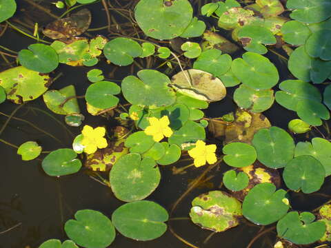 Image of yellow floatingheart