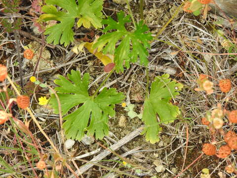 Image of Delphinium pentagynum Lam.