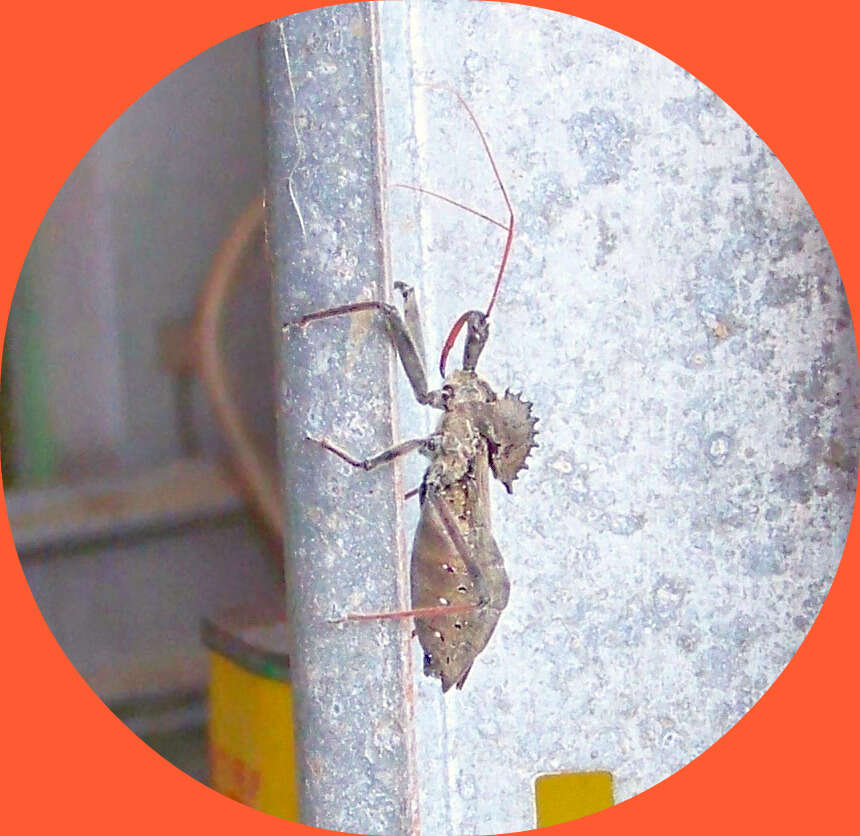 Image of Wheel Bug