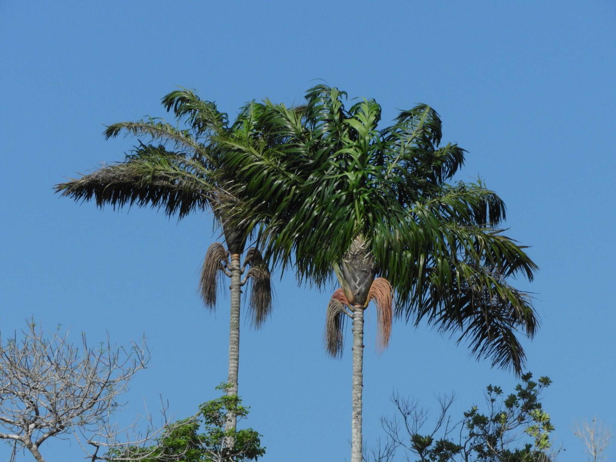 Image de Oenocarpus bacaba Mart.