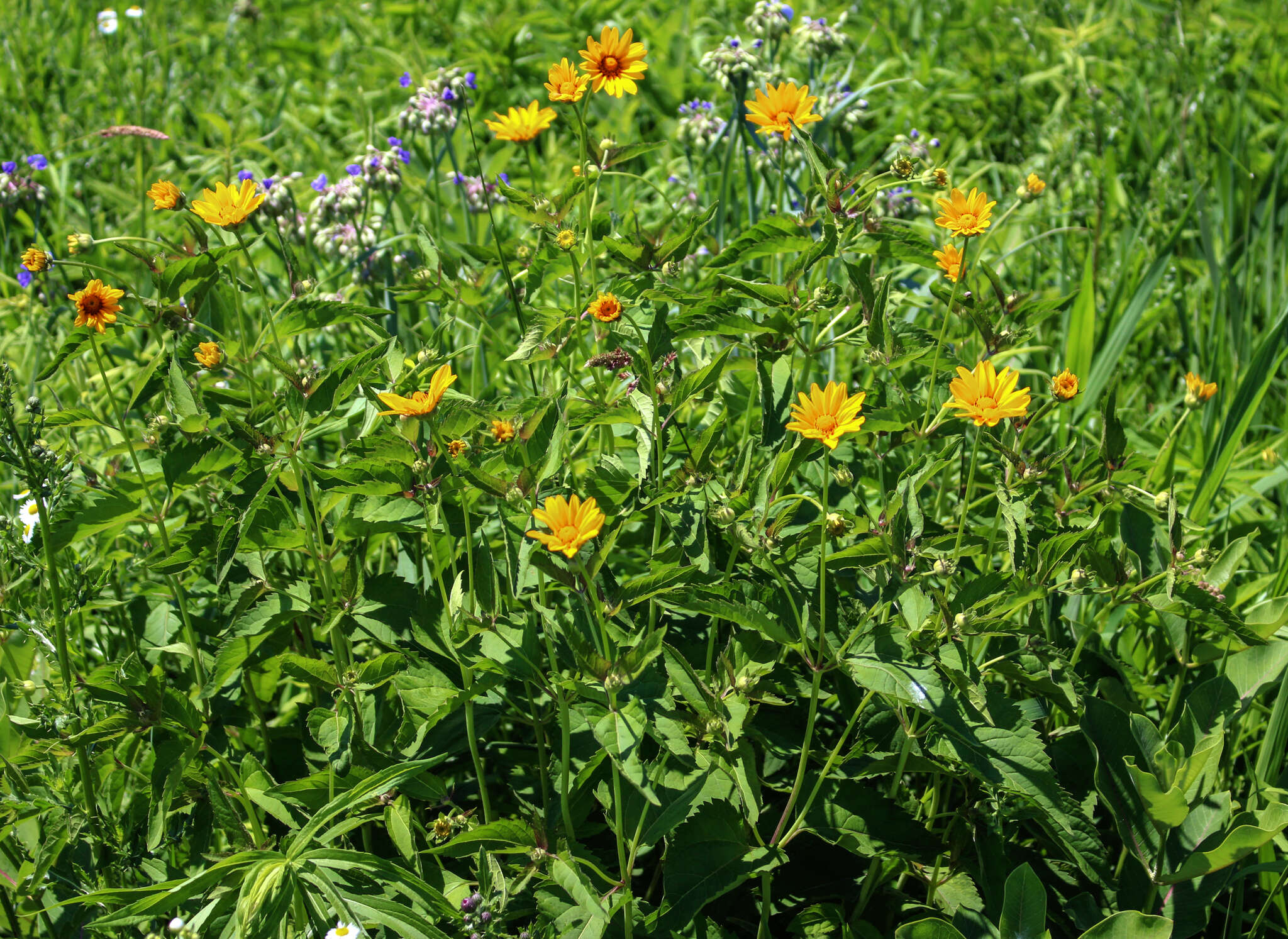 Heliopsis helianthoides (L.) Sw. resmi