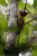 Image of Waved Woodpecker