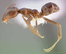 Image of Argentine Ant