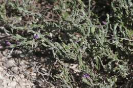 Image of glandleaf milkwort