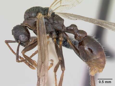 Image of European fire ant