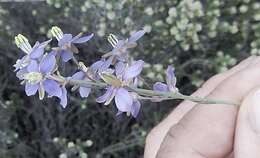 Image of Heliophila linearis var. linearifolia (Burch. ex DC.) Marais