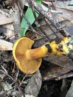 Image of Cortinarius sinapicolor Cleland 1933