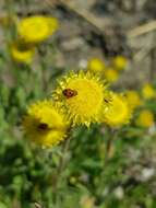 Image of Helichrysum aureum var. monocephalum (DC.) Hilliard