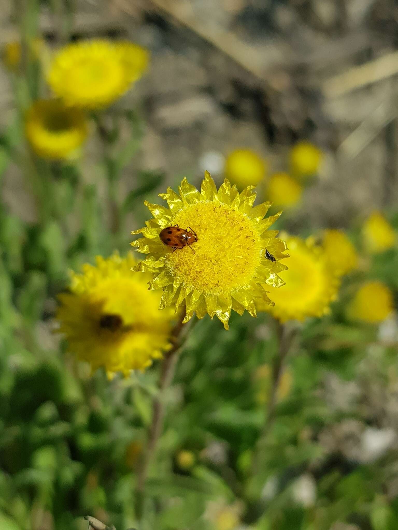 Image of Helichrysum aureum var. monocephalum (DC.) Hilliard