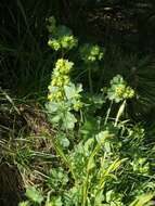 Image of Alchemilla vulgaris L.