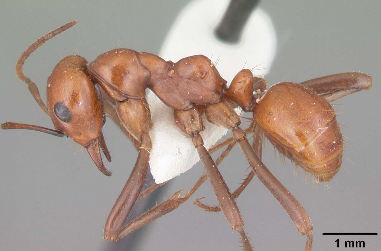 Image of Slave-making ant