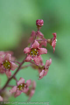 Image of trailing black currant