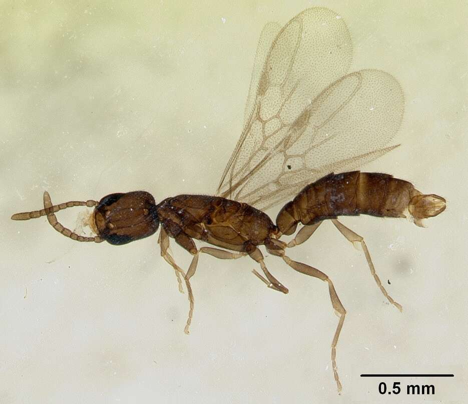 Image of Paraprionopelta