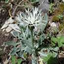 Слика од Centaurea pindicola Griseb.