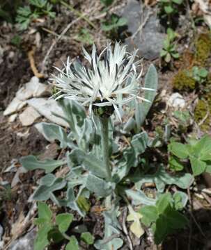 Image of Centaurea pindicola Griseb.