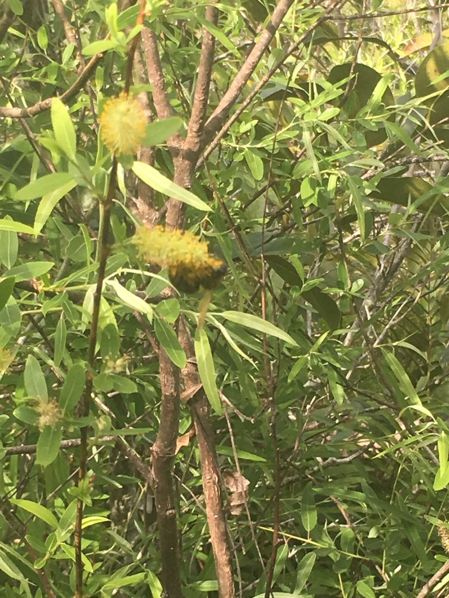 Image of coastal plain willow