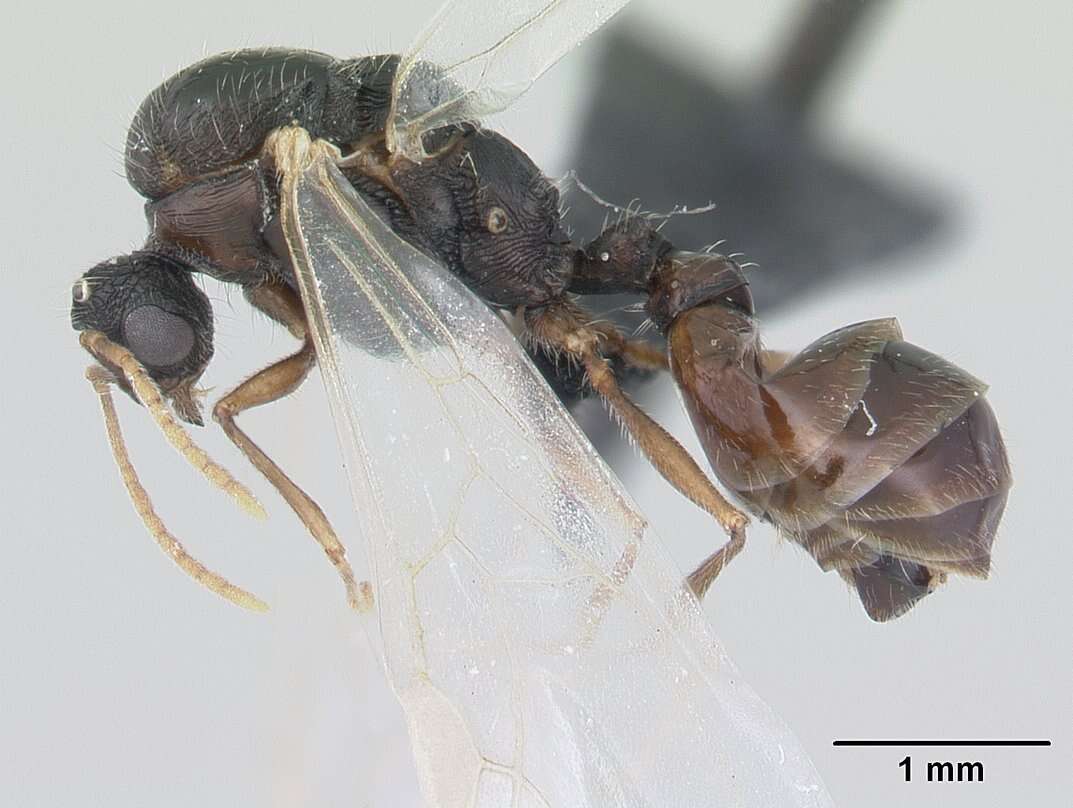 Image of Tetramorium caespitum (Linnaeus 1758)