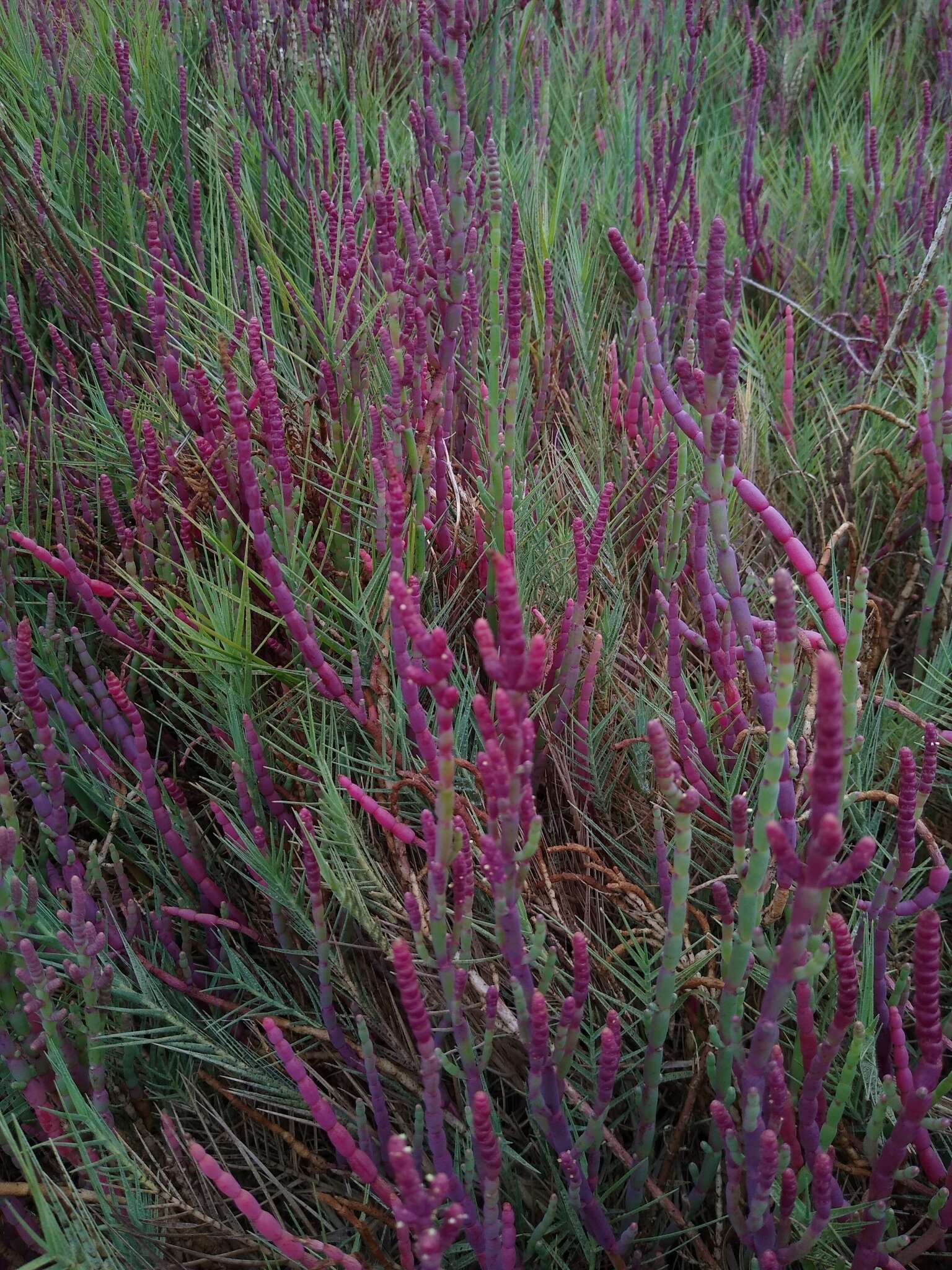 Image of Salicornia neei Lagasca