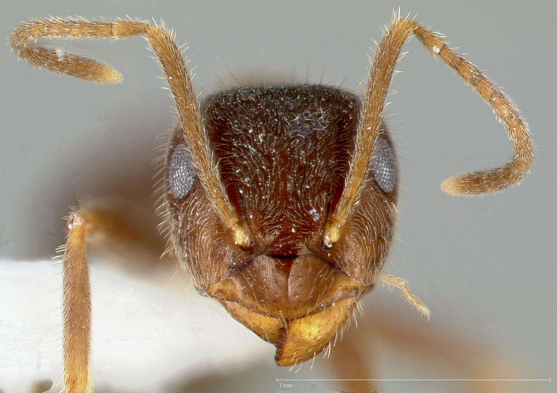 Image of Small black ant