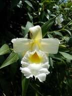 صورة Sobralia xantholeuca B. S. Williams