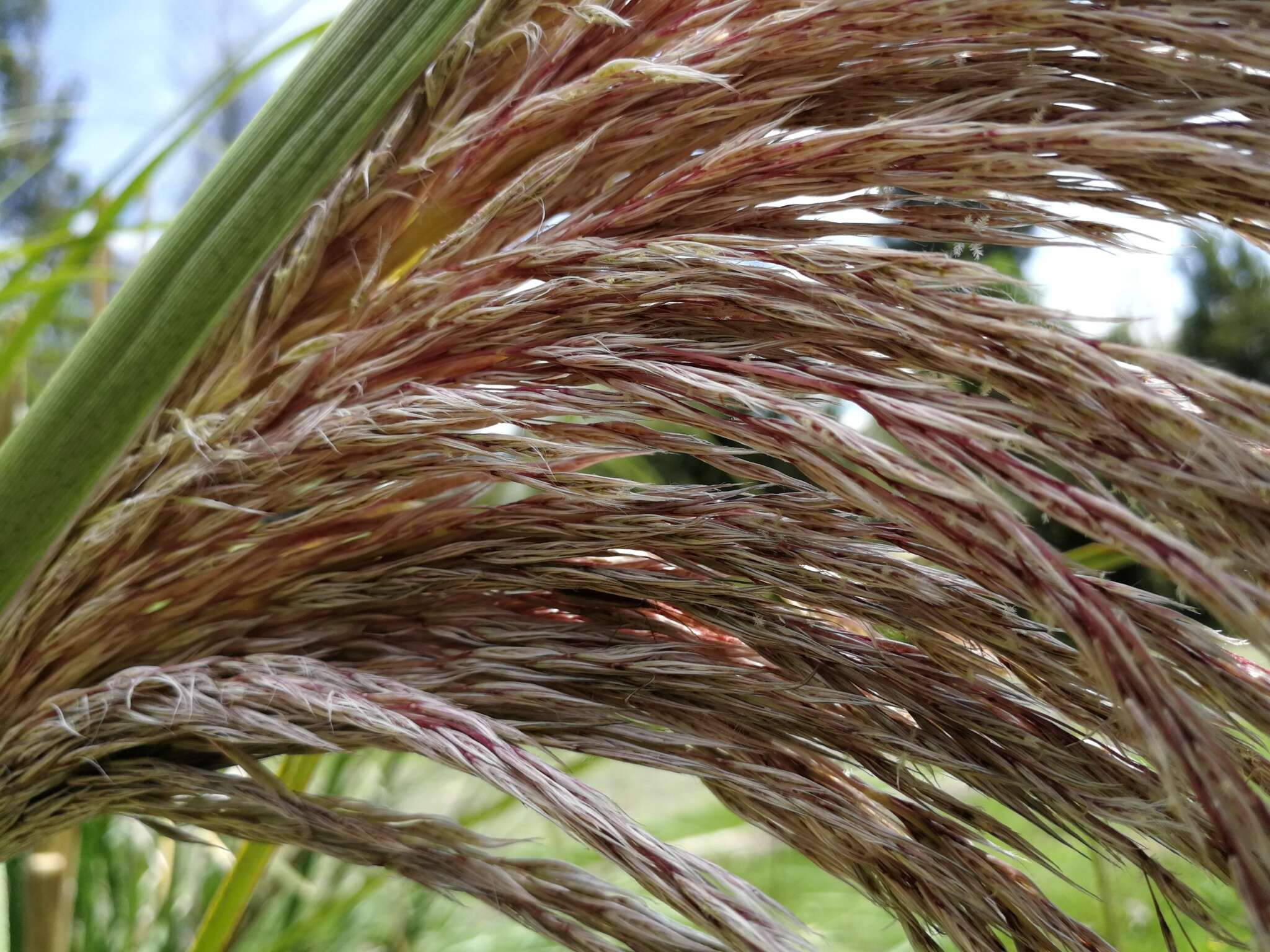 Cortaderia nitida (Kunth) Pilg.的圖片