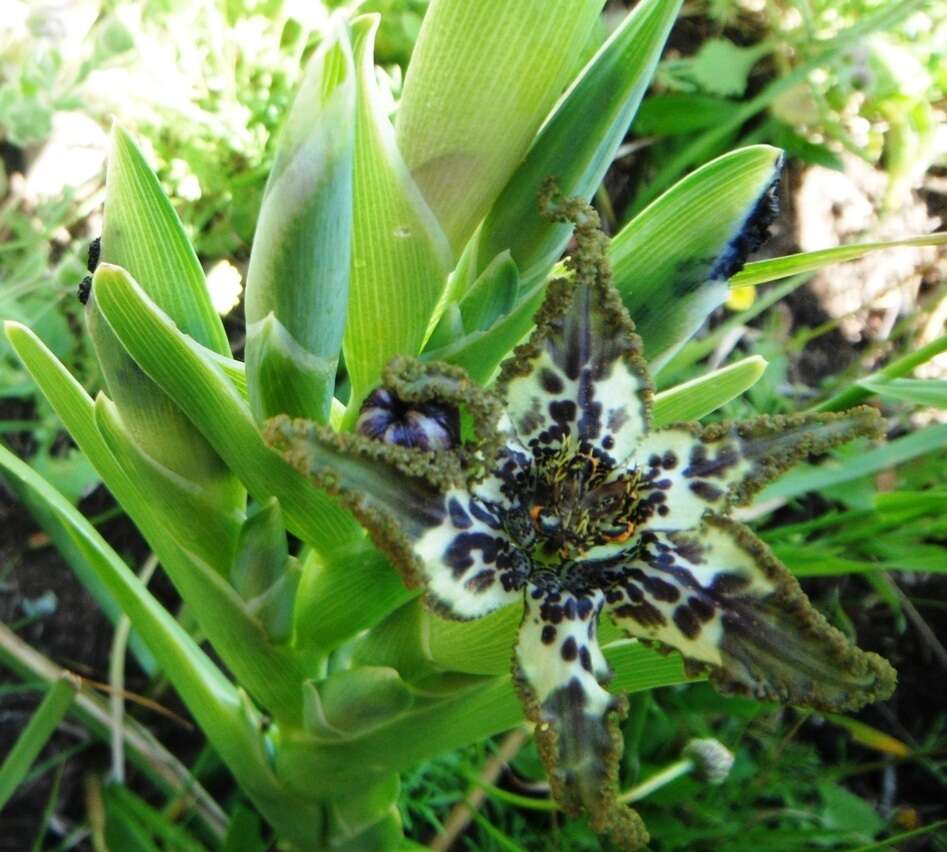 صورة Ferraria crispa Burm.