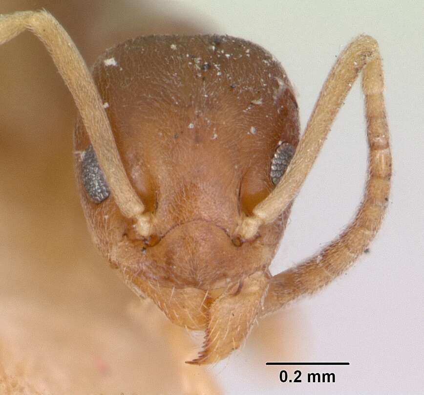 Image of Odorous House Ant