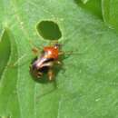 Image of Horciasisca insignis Carvalho 1976