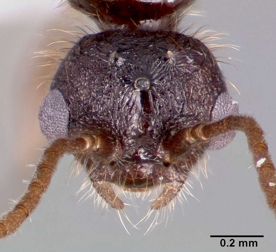 Image of Leptothorax pacis