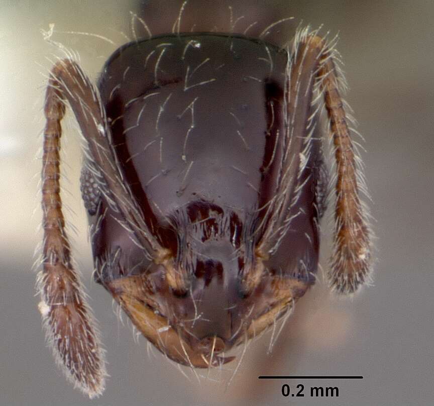 Image of Little Black Ant