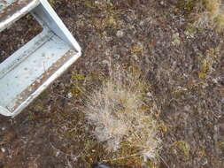 Image of Deschampsia cespitosa subsp. glauca (Hartm.) Tzvelev