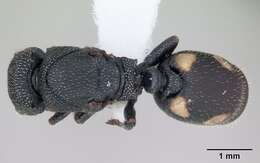 Cephalotes fiebrigi (Forel 1906) resmi