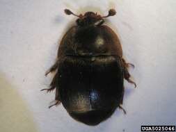 Image of Small Hive Beetle