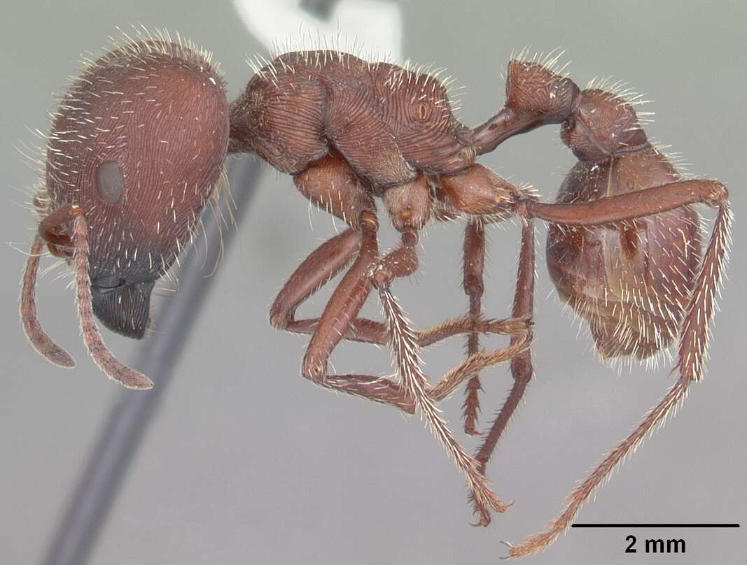 Image of Florida Harvester Ant