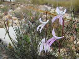 Image of Disa bifida (Thunb.) Sw.