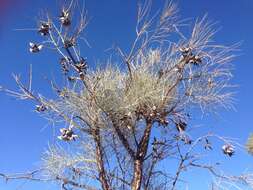 Image de Hakea lorea (R. Br.) R. Br.