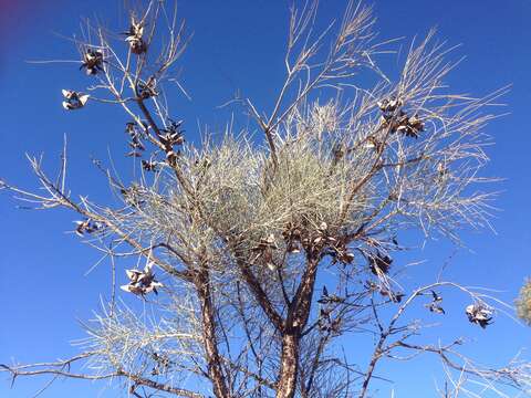 Image de Hakea lorea (R. Br.) R. Br.