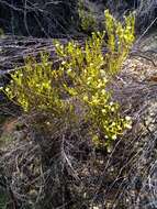 Image of Diosma prama I. Williams