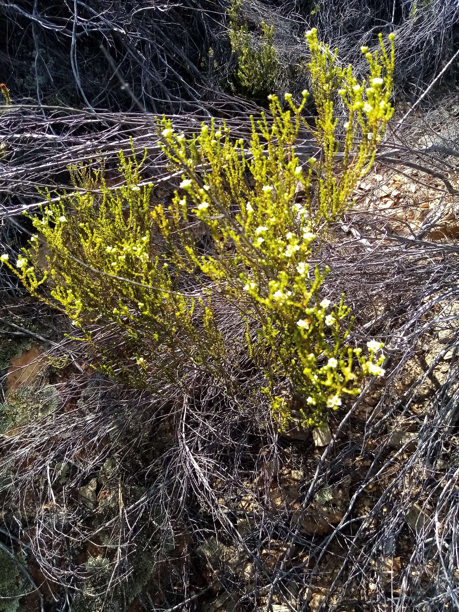 Image of Diosma prama I. Williams