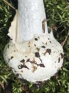 Слика од Amanita suballiacea (Murrill) Murrill 1941