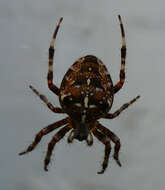 Image of Garden spider