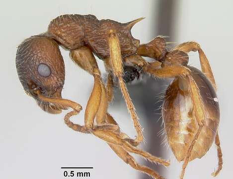 Image of Myrmica ruginodis Nylander 1846