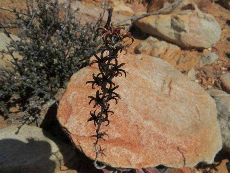 Sivun Adromischus triflorus (L. fil.) Berger kuva