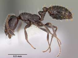 Image of Little Black Ant