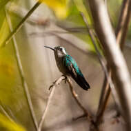 Chlorostilbon mellisugus (Linnaeus 1758) resmi